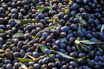 Raccolta olive per olio buono di San Briccio di Lavagno VR